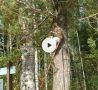 Обезьяна напала на ребенка в лесопарке ХМАО