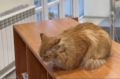 В Нижневартовске женщина пришла на выборы с котиком | АиФ Югра