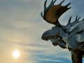 «Священный Лось» из Белоярского вошел в Книгу рекордов России