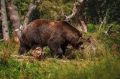 В Нягани ликвидировали второго медведя, который бродил у дач | АиФ Югра