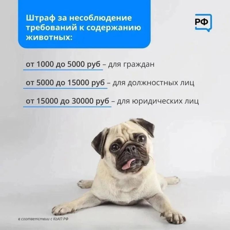 В Нижневартовске продолжается зоозащитная акция «Не бросай меня на даче» В Нижневартовске продолжается зоозащитная акция «Не бросай меня на даче»