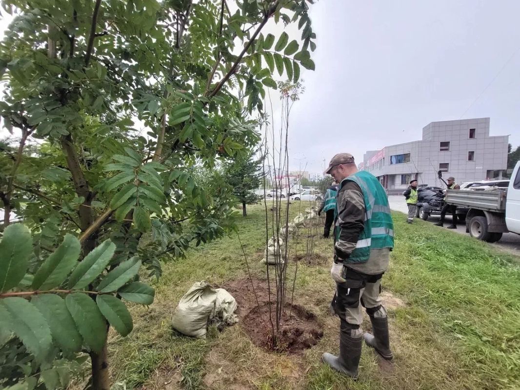 В Нижневартовске продолжается осенняя кампания по озеленению В Нижневартовске продолжается осенняя кампания по озеленению