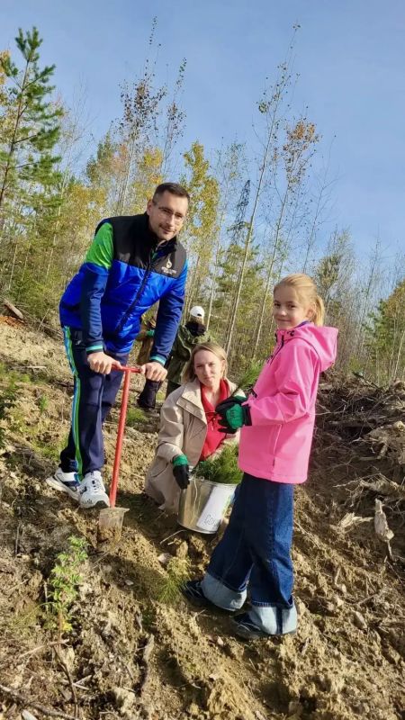 Югра стала зеленее на 8 000 кедров Югра стала зеленее на 8 000 кедров