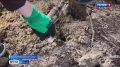 26 миллионов деревьев за 6 лет: как югорчане восстанавливают лес