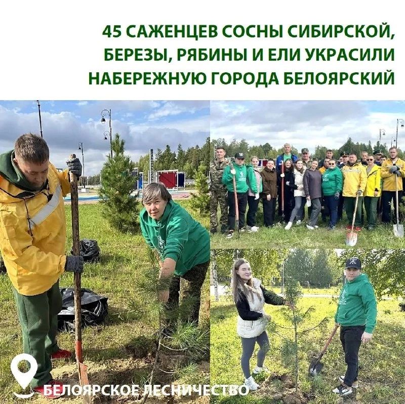 В Югре заложили новые аллеи и высадили кедры, рябины и голубые ели В Югре заложили новые аллеи и высадили кедры, рябины и голубые ели