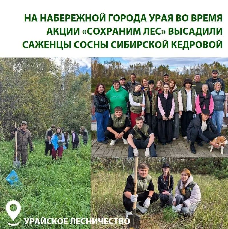 В Югре заложили новые аллеи и высадили кедры, рябины и голубые ели В Югре заложили новые аллеи и высадили кедры, рябины и голубые ели