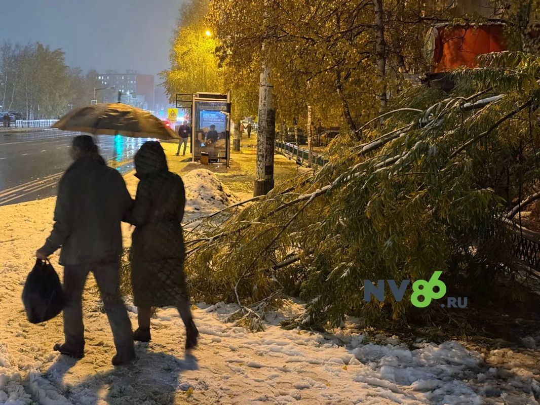 Мощный ветер повалил деревья на улице Мира у военкомата