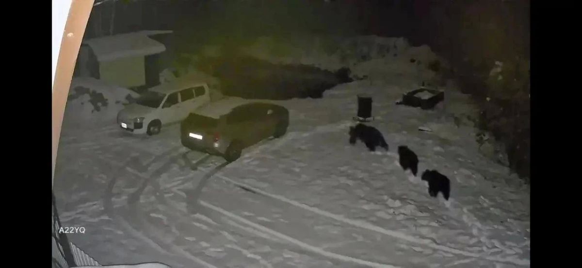 81 агрессивного медведя ликвидировали с начала года в Югре