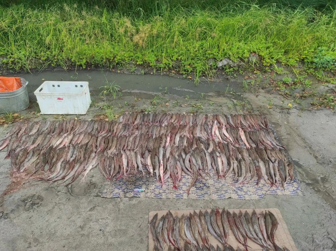 Пять краснокнижных сибирских осетров и более 500 стерлядок привели двоих жителей Нижневартовска на скамью подсудимых Пять краснокнижных сибирских осетров и более 500 стерлядок привели двоих жителей Нижневартовска на скамью подсудимых