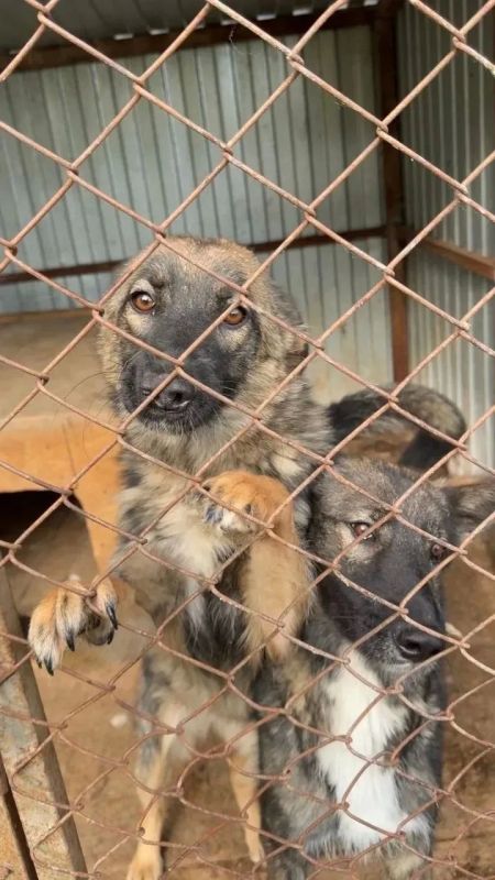 Милые кадры из няганского приюта для бездомных хвостиков Милые кадры из няганского приюта для бездомных хвостиков