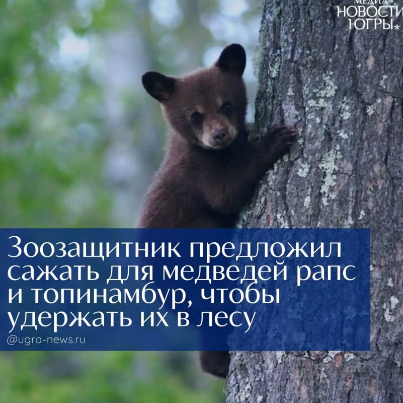 Зоозащитник предложил сажать для медведей рапс и топинамбур, чтобы удержать их в лесу