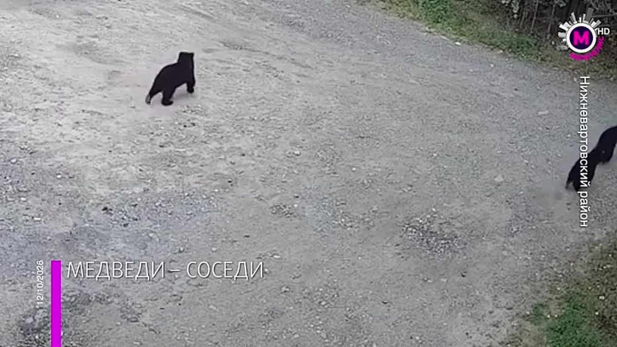 Урожай в садово-огородном товариществе «Урожай» помогают убирать медвежата