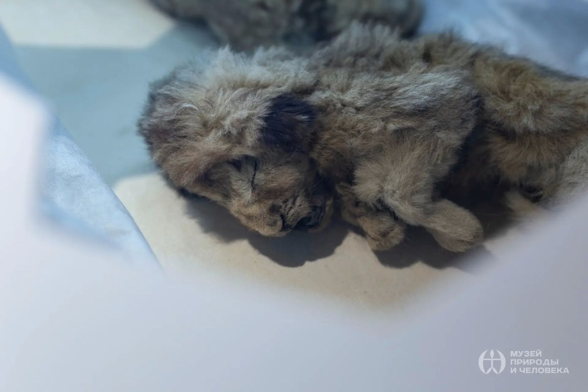 Они пролежали во льду десятки тысяч лет — и теперь приехали в Ханты-Мансийск Они пролежали во льду десятки тысяч лет — и теперь приехали в Ханты-Мансийск