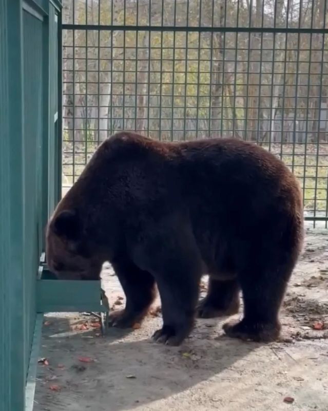 Медведь Балу из Югры начал новую жизнь в Ивановской области Медведь Балу из Югры начал новую жизнь в Ивановской области