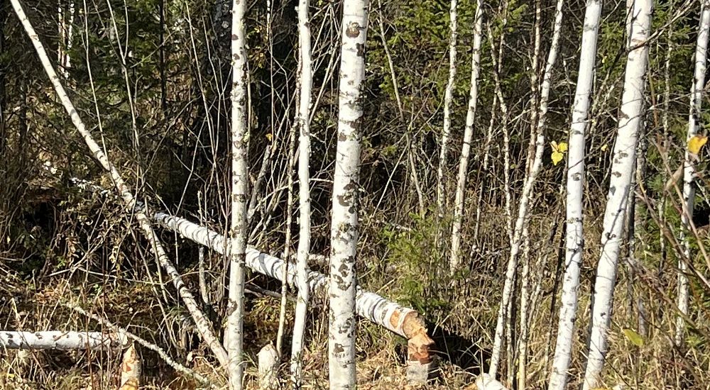 Лесная охрана. Лесная охрана — это деятельность, направленная на определение состояния лесов и влияния на них природных и антропогенных факторов, а также на предотвращение, выявление и пресечение нарушений требований лесного...