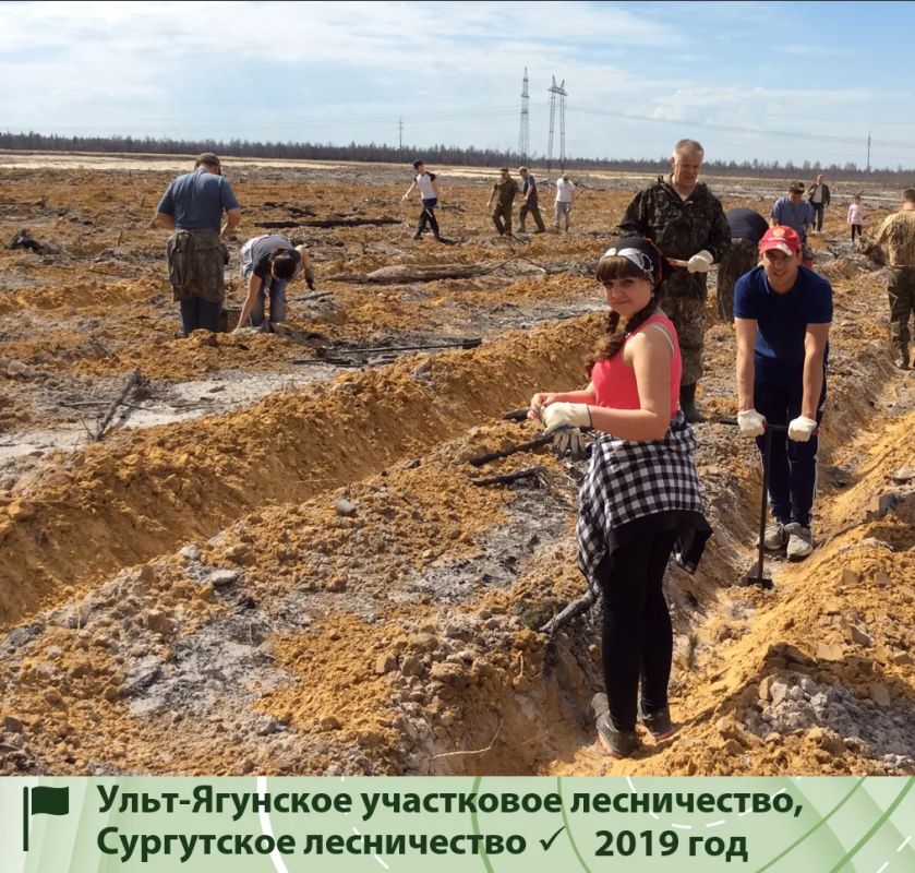 В Югре завершается лесокультурный сезон В Югре завершается лесокультурный сезон