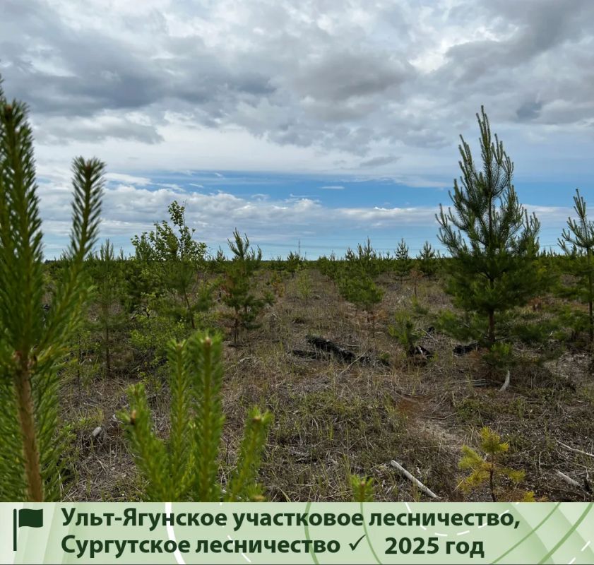 В Югре завершается лесокультурный сезон В Югре завершается лесокультурный сезон