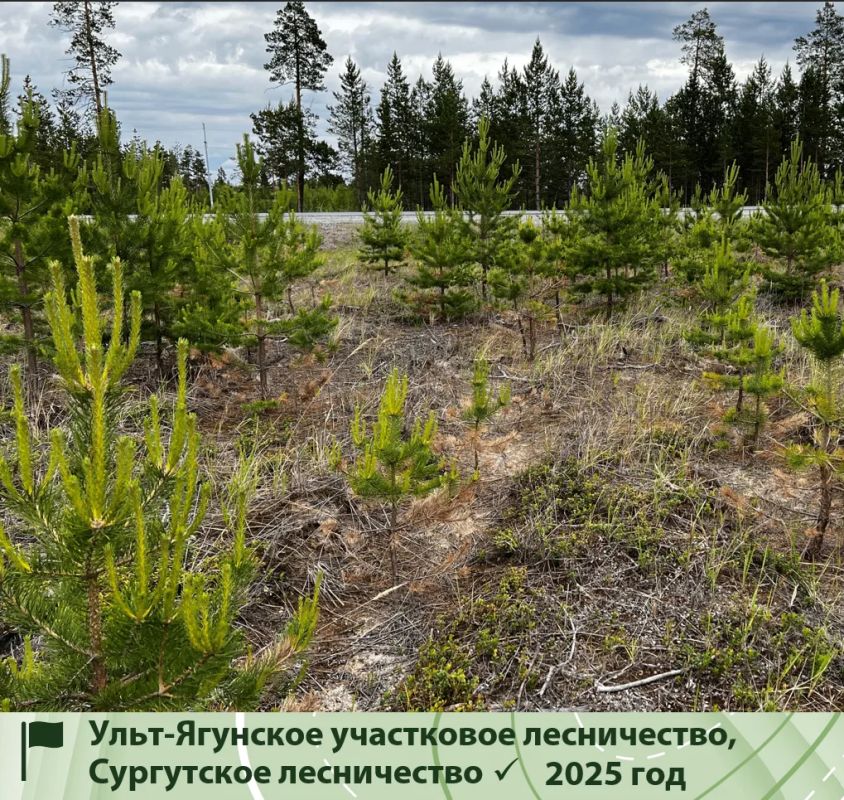В Югре завершается лесокультурный сезон В Югре завершается лесокультурный сезон