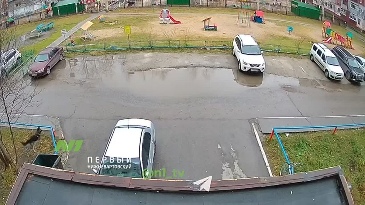 Бездомная псина гоняет детей по двору