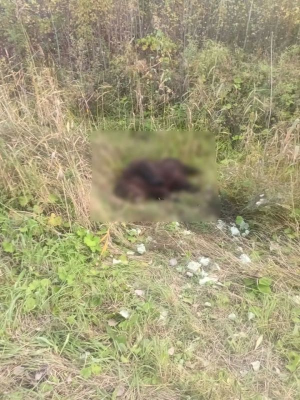 Три дня медведица пыталась спасти скончавшегося малыша, но он уже не проснулся Три дня медведица пыталась спасти скончавшегося малыша, но он уже не проснулся