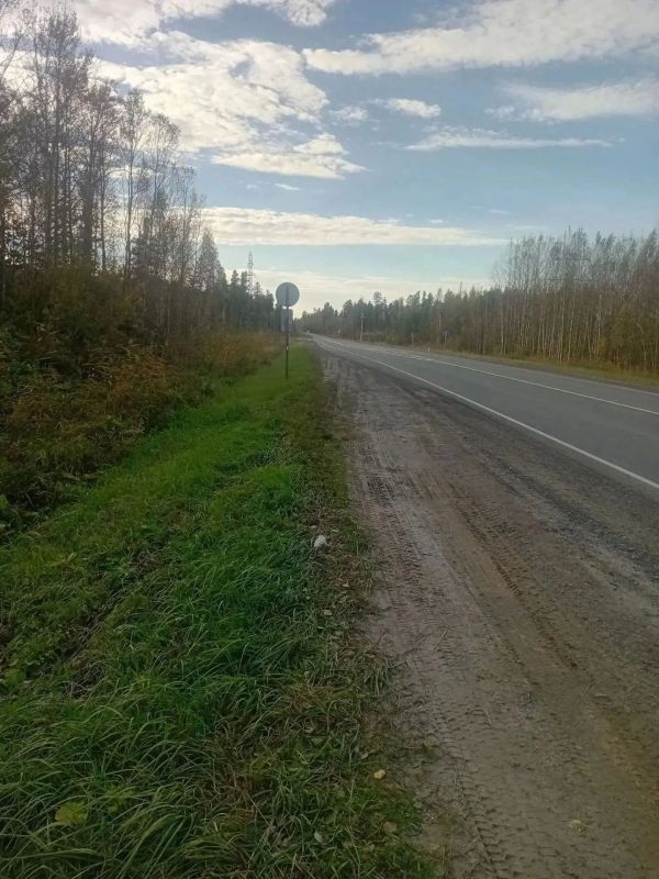 Мать-медведица трое суток сидела над погибшим медвежонком