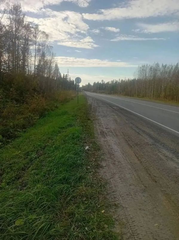 Медведица три дня не отходила от погибшего медвежонка, которого сбила машина
