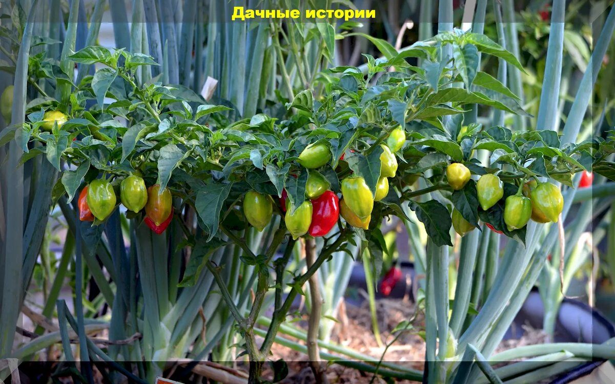 Секреты успешного сбора семян и продления сроков плодоношения перцев в теплице