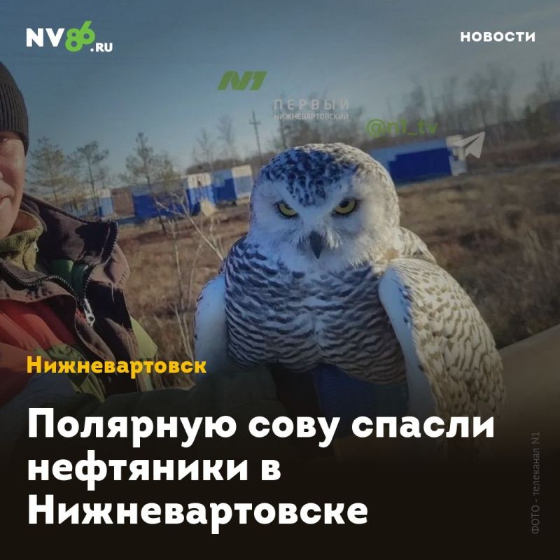 Полярную сову спасли нефтяники в Нижневартовске