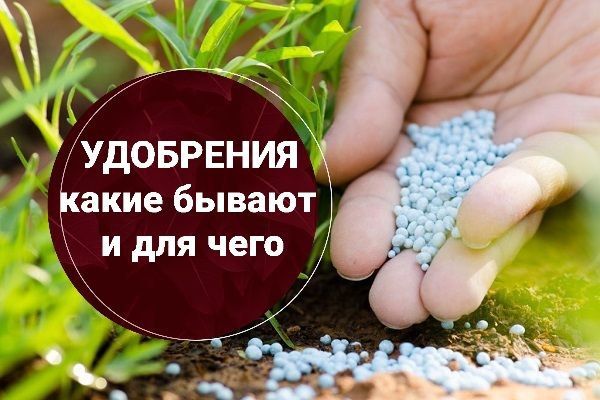 Как выбрать идеальные удобрения для вашего сада: все, что нужно знать