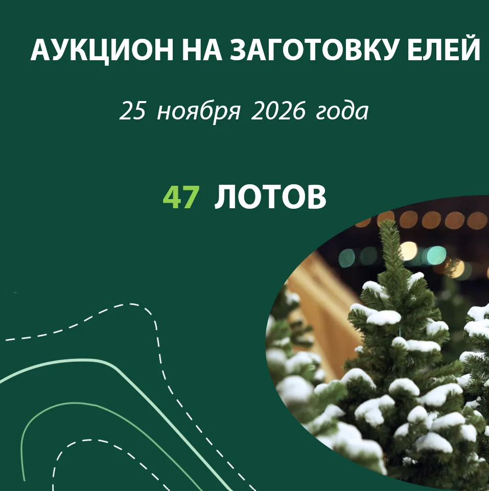 Новый год не за горами – в Югре объявили о проведении аукциона на заготовку елей