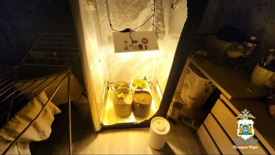 В Когалыме полицейские обнаружили минипарник с коноплей в квартире местного жителя В Когалыме полицейские обнаружили минипарник с коноплей в квартире местного жителя
